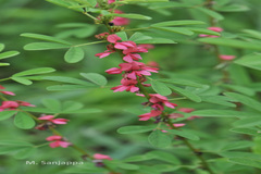 Indigofera trifoliata